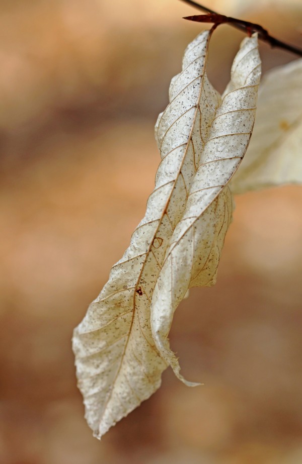 Papery Beech by Deb Oppermann
